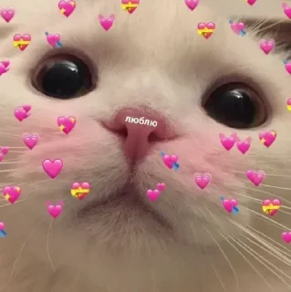 @sempai21 Милые котики