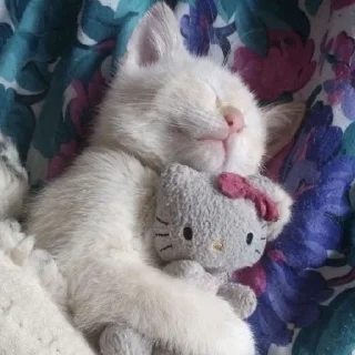 🐈