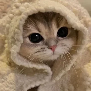 🥺