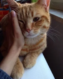 🐱