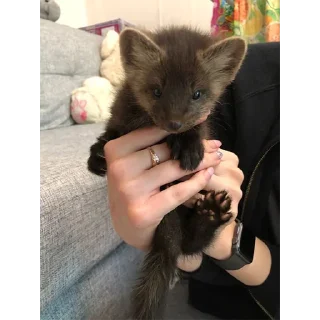 🤲