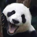 Lazy Panda