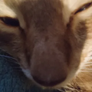 👃