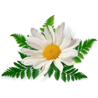 🌼