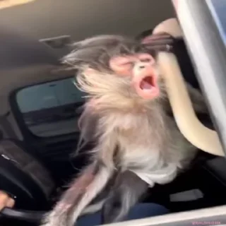 🏎