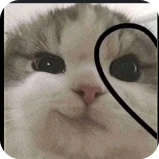 🐱