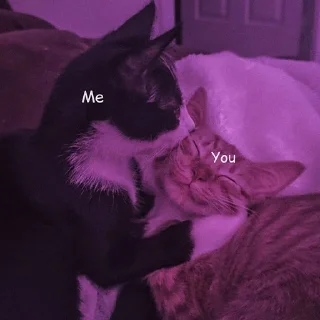 🐈