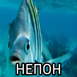 🐟