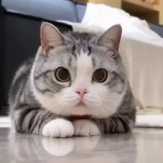 🤩