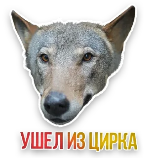 🐺