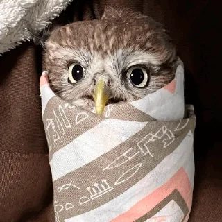 😴