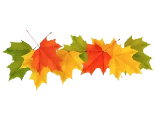 🍁