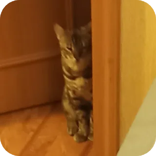 🐱