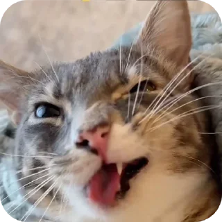 🐱
