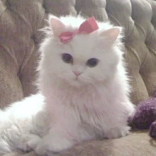 😻