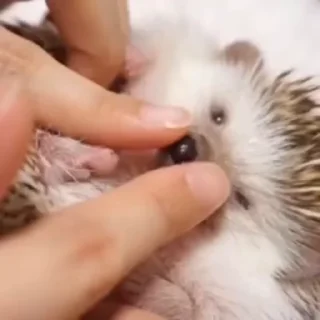 🦔