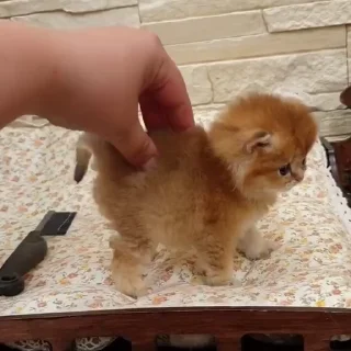 🐈‍⬛