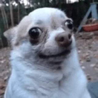 🐶