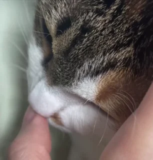 🐱