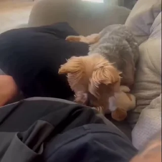 🐩