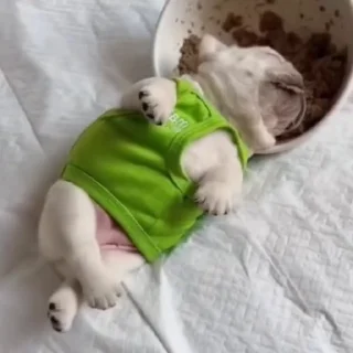 🐩