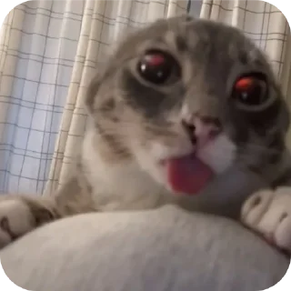 🐱