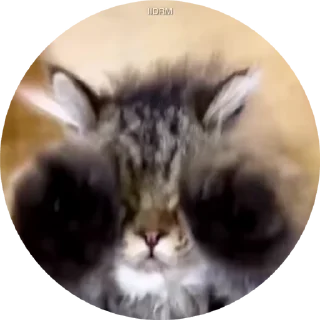 🐾