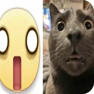 🐱