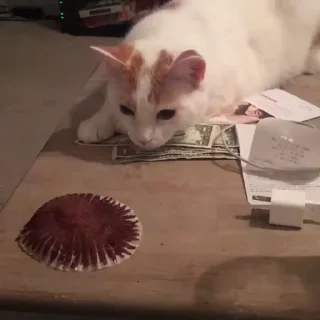 🐈