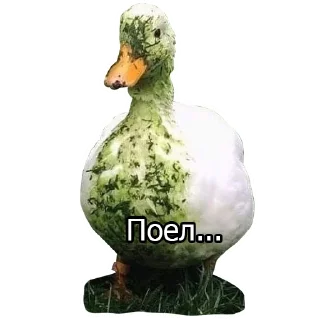 🦆