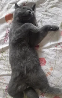 💃