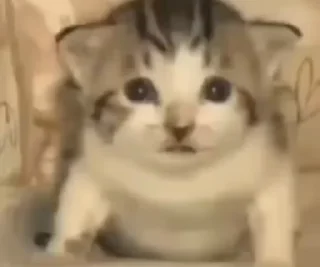 🐈