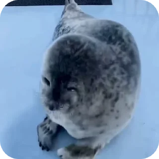 🦭