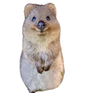 Quokka @onlyetikett