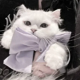 🐈