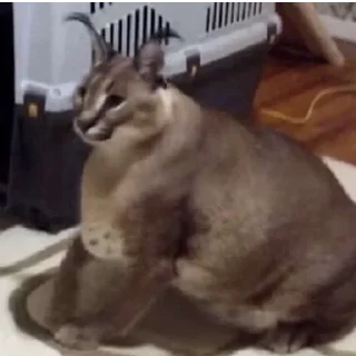 👾
