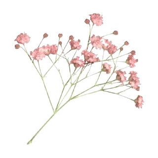 🌸