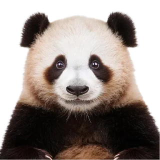 🐼