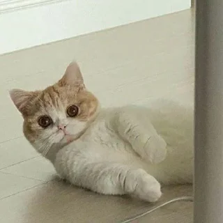 😺