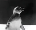 🐧