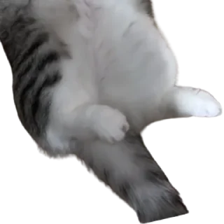 😺