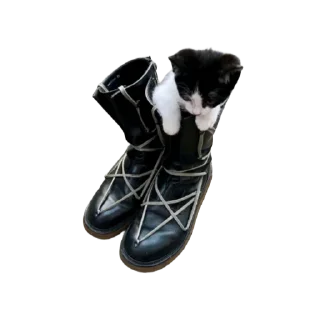 🐱