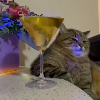 😿
