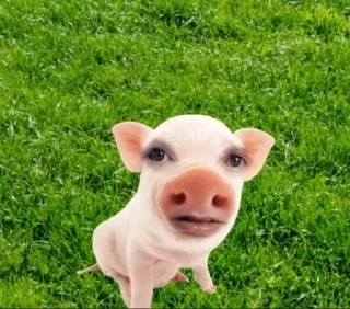 🐷
