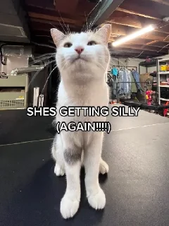 😼