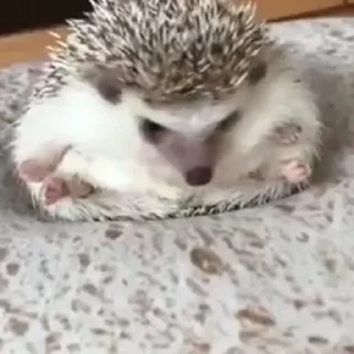🦔