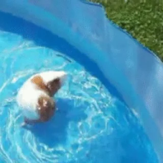 🏊