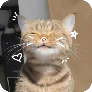 🐱
