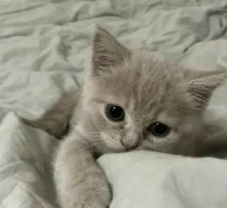 🎀