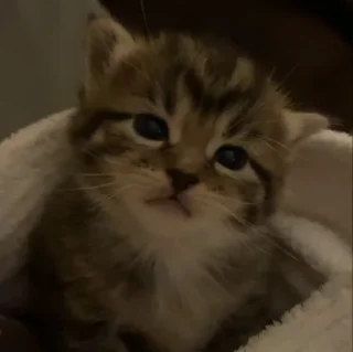 🐈‍⬛